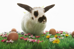 Amazon Angebote zu Ostern